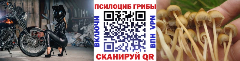 ссылка на мегу зеркало  как найти закладки  Советская Гавань  Галлюциногенные грибы GOLDEN TEACHER 